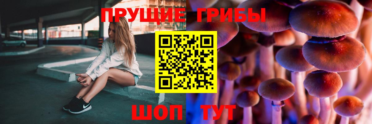Тара  Галлюциногенные грибы Psilocybe  Вход с VPN 